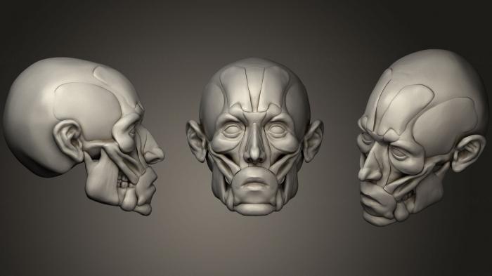 Anatomy of skeletons and skulls (ANTM_0417) 3D model for CNC machine